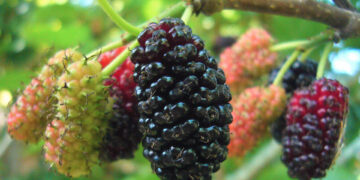 Dut Nedir? Faydaları Ve Zararları Nelerdir?