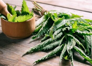 Isırgan Otu Nedir? Faydaları Ve Zararları Nelerdir?