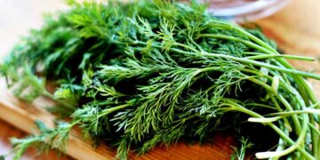 Dereotu Nedir? Faydaları Ve Zararları Nelerdir?