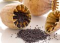 Haşhaş Nedir? Faydaları Ve Zararları Nelerdir?
