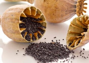 Haşhaş Nedir? Faydaları Ve Zararları Nelerdir?