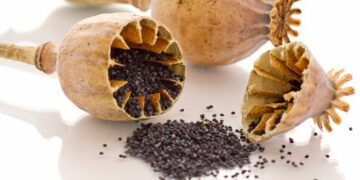 Haşhaş Nedir? Faydaları Ve Zararları Nelerdir?