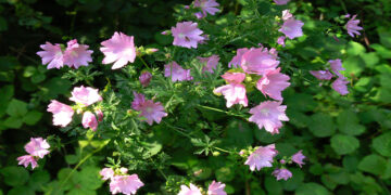 Ebegümeci Nedir? Faydaları Nelerdir?