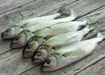 Lüfer Balığı Faydaları Nelerdir? Hangi Denizde Bulunur? Hangi Ayda Tazedir?