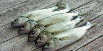 Lüfer Balığı Faydaları Nelerdir? Hangi Denizde Bulunur? Hangi Ayda Tazedir?