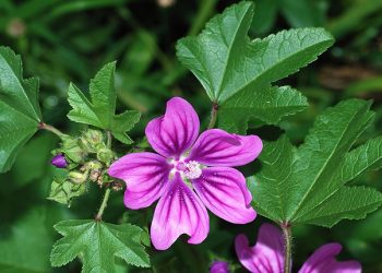 Ebegümeci Nedir? Faydaları Ve Zararları Nelerdir?