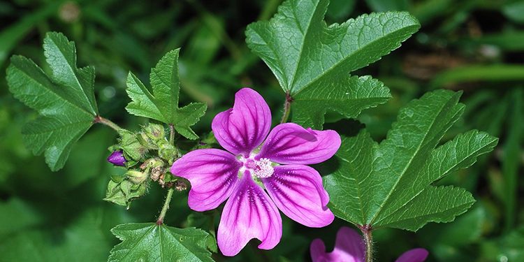 Ebegümeci Nedir? Faydaları Ve Zararları Nelerdir?