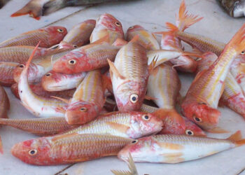 Barbunya (Barbun) Balığı Faydaları Nelerdir? Hangi Denizde Bulunur? Hangi Ayda Tazedir?