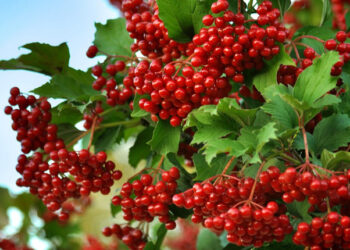 Gilaburu Nedir? Faydaları Ve Zararları Nelerdir?