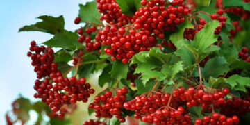 Gilaburu Nedir? Faydaları Ve Zararları Nelerdir?