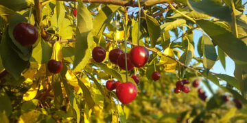 Vişne Nedir? Faydaları Ve Zararları Nelerdir?