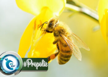 Arılardan Gelen Mucize: Propolis