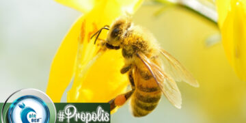 Arılardan Gelen Mucize: Propolis