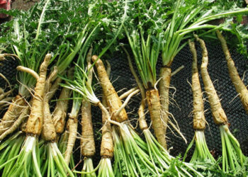 Şevketi Bostan Nedir? Faydaları Ve Zararları Nelerdir?