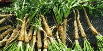 Şevketi Bostan Nedir? Faydaları Ve Zararları Nelerdir?