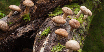Şitaki Mantarı Nedir? Faydaları Ve Zararları Nelerdir?