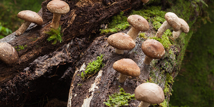 Şitaki Mantarı Nedir? Faydaları Ve Zararları Nelerdir?