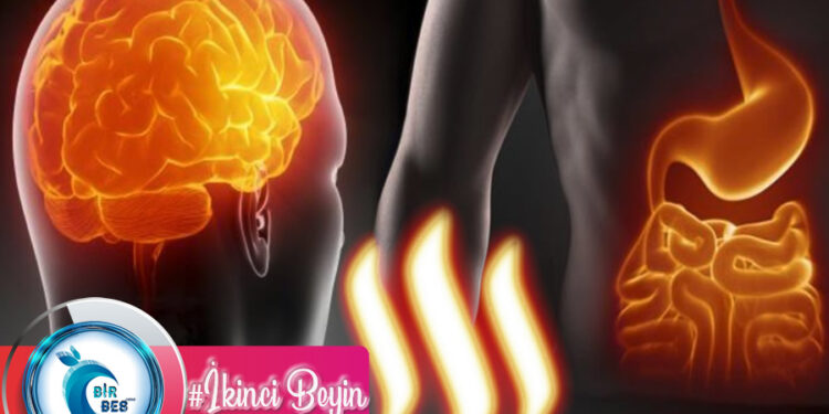 Vücudumuzun İkinci Beyni: BAĞIRSAK!