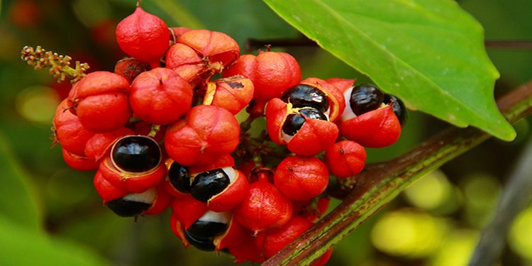 Guarana Bitkisi Nedir? Zayıflatır Mı? Sağlığa Etkileri Nelerdir?