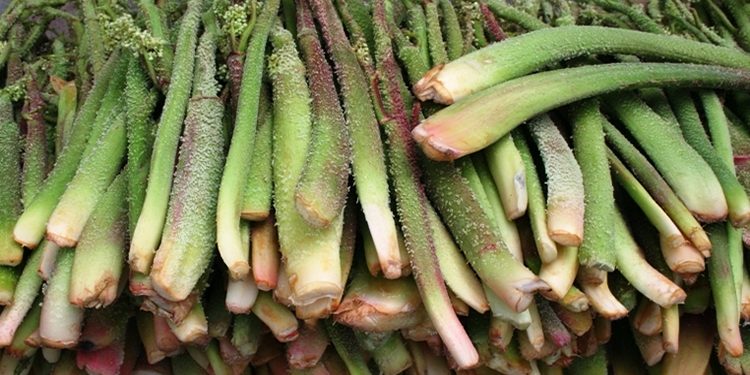 Kansere Karşı Yeni Savaşçı; Uşkun Nedir?