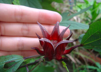 Hibiskus (Roselle) Nedir? Faydaları Nelerdir?
