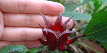 Hibiskus (Roselle) Nedir? Faydaları Nelerdir?