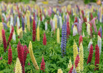 Acı Bakla Nedir? Faydaları Ve Zararları Nelerdir?