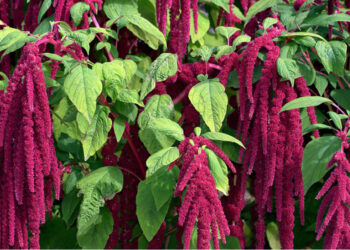 Amarant Nedir? Faydaları Ve Zararları Nelerdir?