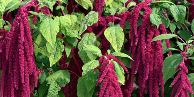 Amarant Nedir? Faydaları Ve Zararları Nelerdir?