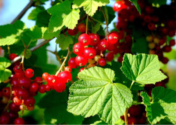 Frenk Üzümü Nedir? Faydaları Ve Zararları Nelerdir?