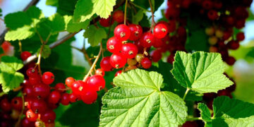 Frenk Üzümü Nedir? Faydaları Ve Zararları Nelerdir?