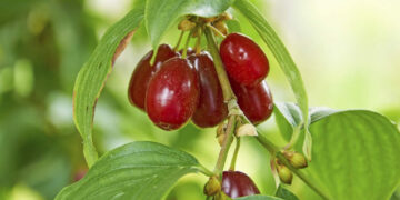 Kızılcık Nedir? Faydaları Ve Zararları Nelerdir?