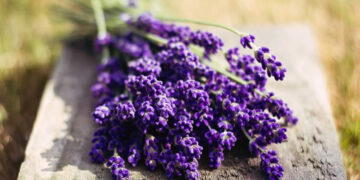 Lavanta Nedir? Faydaları Ve Zararları Nelerdir?