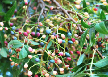 Sakız Nedir? Faydaları Ve Zararları Nelerdir?