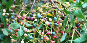 Sakız Nedir? Faydaları Ve Zararları Nelerdir?