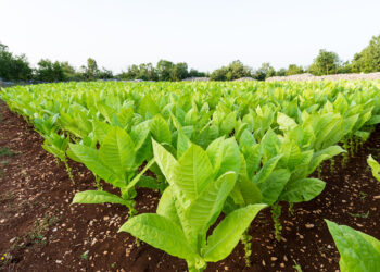 Tütün Nedir? Faydaları Ve Zararları Nelerdir?