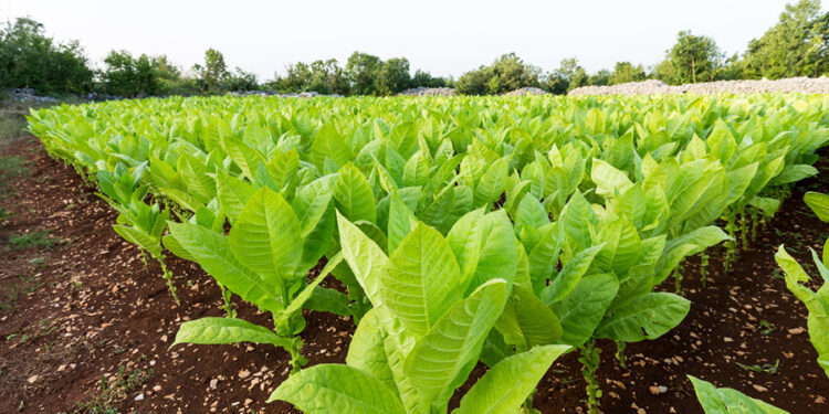Tütün Nedir? Faydaları Ve Zararları Nelerdir?