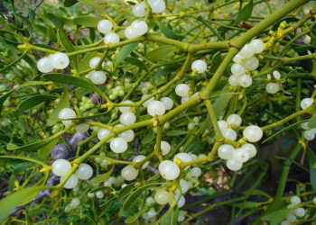 Ökse Otu Nedir? Faydaları Ve Zararları Nelerdir?