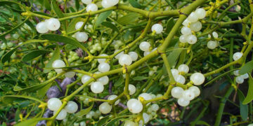 Ökse Otu Nedir? Faydaları Ve Zararları Nelerdir?