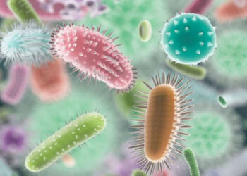 Bağırsak Florasının Dengesi: Bifidobakteriler Nelerdir? Görevleri ve Etkileri Nelerdir?