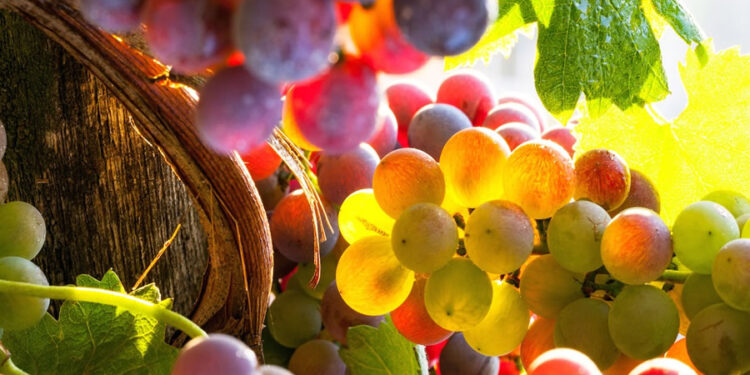 Besinlere Renk Veren Maddeler Nelerdir? Sağlığa Etkileri Nelerdir?