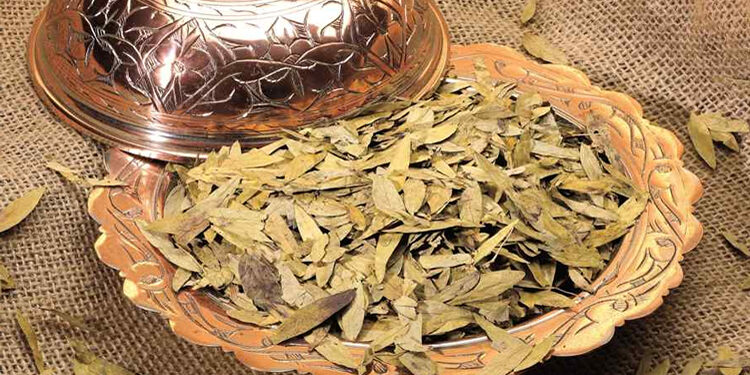 Sinameki Nedir? Faydaları Ve Zararları Nelerdir?