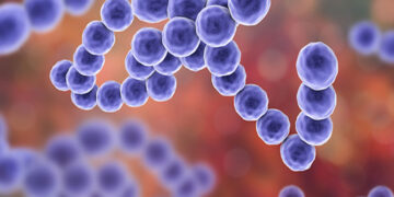 Akkermansia Muciniphila Nedir? Etkileri Nelerdir?