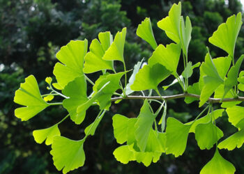 Ginkgo Biloba Nedir? Faydaları Ve Zararları Nelerdir?