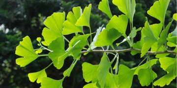 Ginkgo Biloba Nedir? Faydaları Ve Zararları Nelerdir?