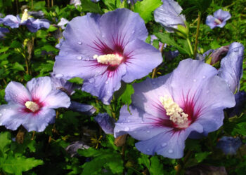 Hibiskus Nedir? Faydaları Ve Zararları Nelerdir?