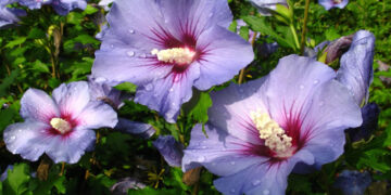 Hibiskus Nedir? Faydaları Ve Zararları Nelerdir?