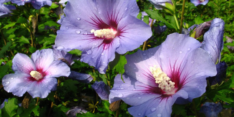 Hibiskus Nedir? Faydaları Ve Zararları Nelerdir?
