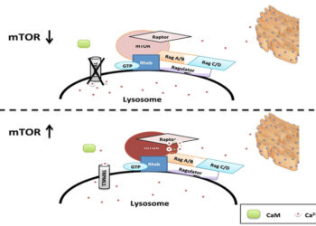mTOR Nedir? Oluşturduğu Sinyal Yolağının Etkileri Nelerdir?
