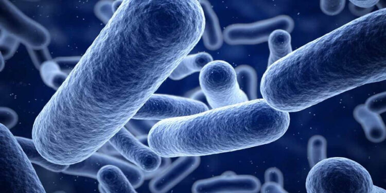Listeria Nedir? Etkileri Nelerdir? Hangi Besinlerle Bulaşır?
